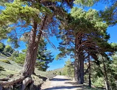 pinos