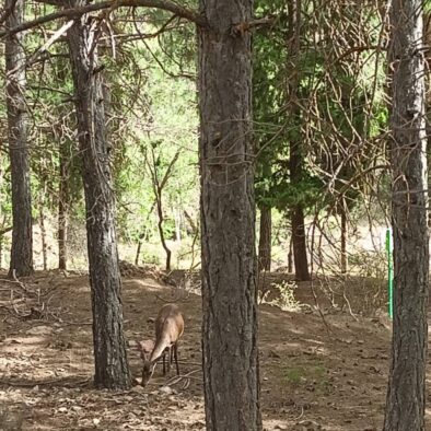 Mientras que haces senderismo, ciclismo o una ruta en coche , puedes contemplar ciervos y más animales salvajes como jabalíes , cabra montesas y aves rapaces entre ellos , en el Parque Natural de la Sierra de Baza.
